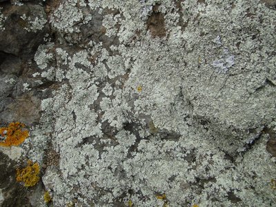 [Xanthoparmelia sp.]